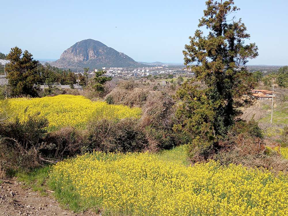 올레9코스, 대평포구에서 화순금모래해수욕장까지