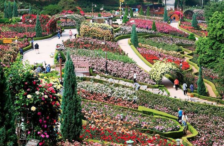 2025 부천 백만송이 장미축제