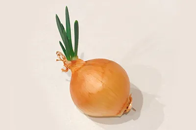 싹이 난 양파