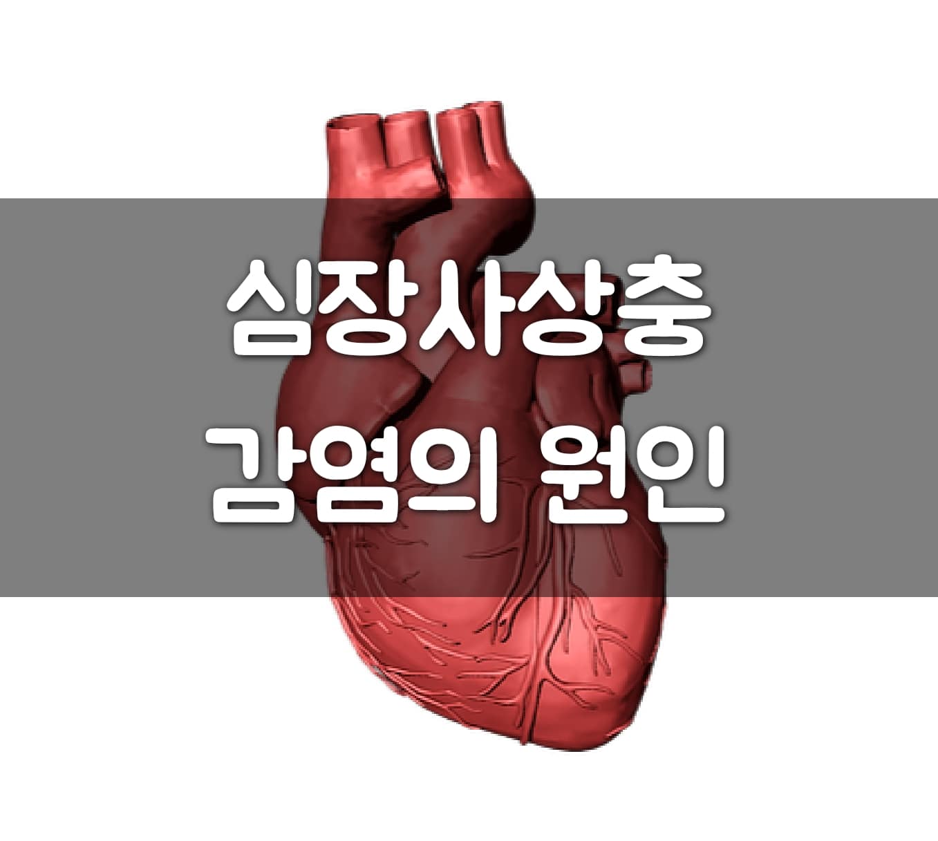 심장사상충 감염의 원인