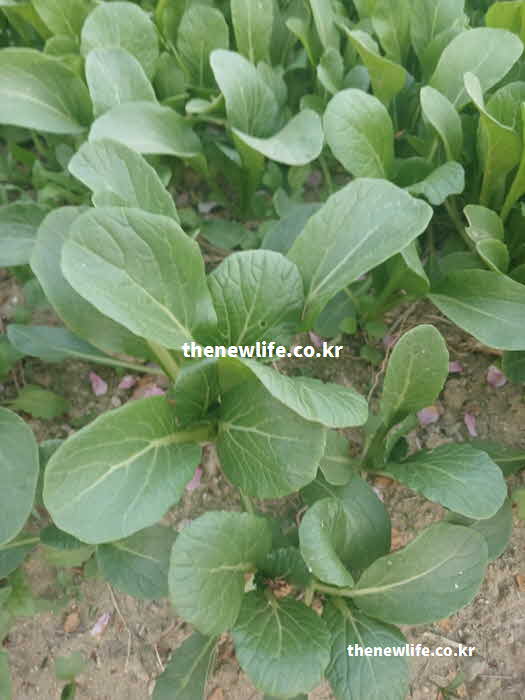 유채 나물 효능 영양성분 실사진