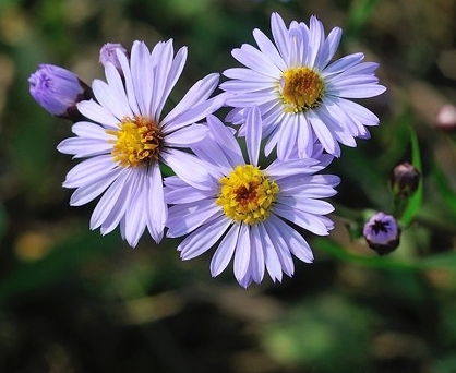 가을에 피는 꽃 토끼풀-개미취