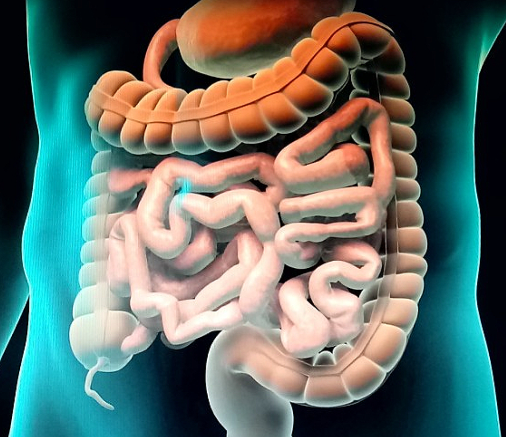 관장의-종류와-목적