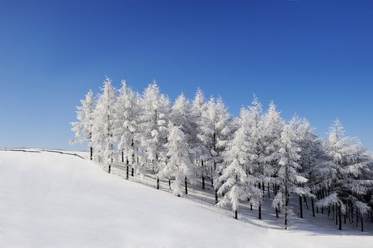 2025 강원도 겨울축제