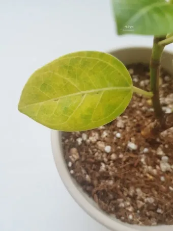 잎닦기 관리 미세먼지제거 광합성도움 우유물사용 주의점_10