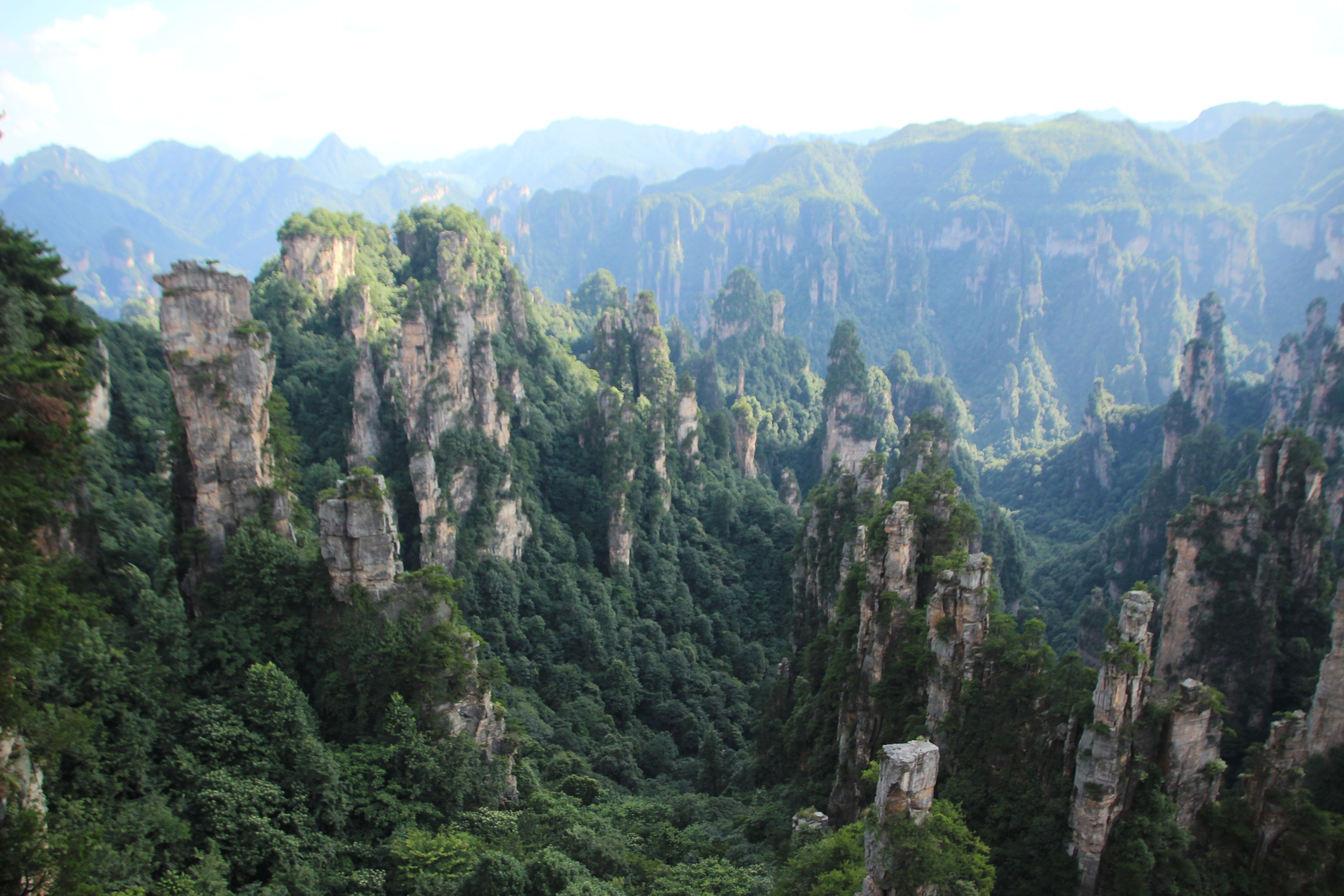 중국 백차의 대표 생산지: 복건성, 운남성, 절강성의 차이점