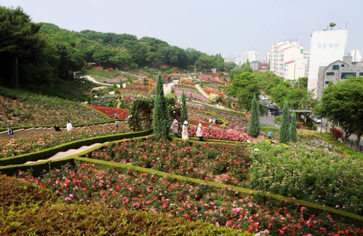 부천 백만송이 장미축제 2025