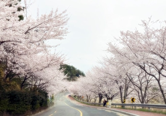 진해 해안도로 벗꽃길 벗꽃터널