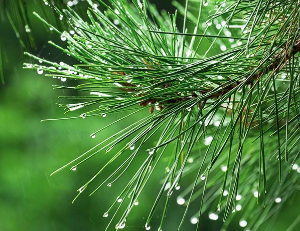 더파인 프리미엄 효능 효과