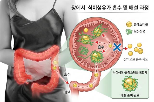 고지혈증 예방 전단계 치료 식이섬유