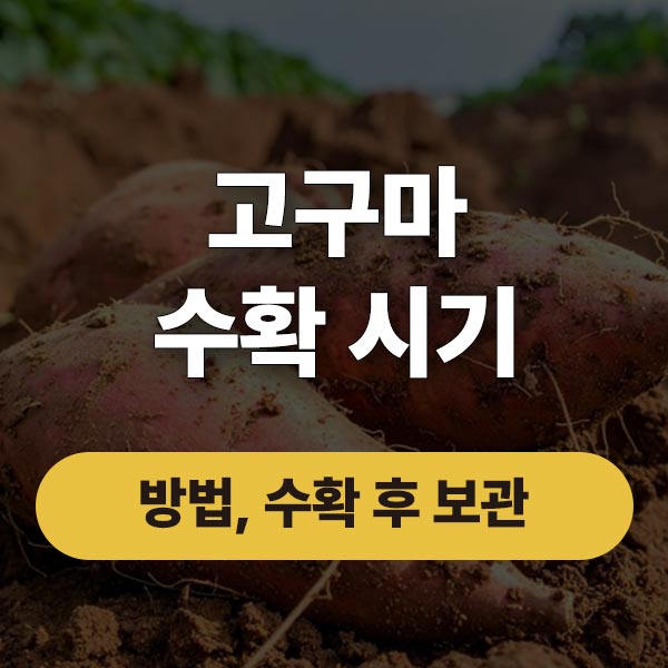 고구마 수확시기, 방법, 수확 후 보관까지 완벽 정리