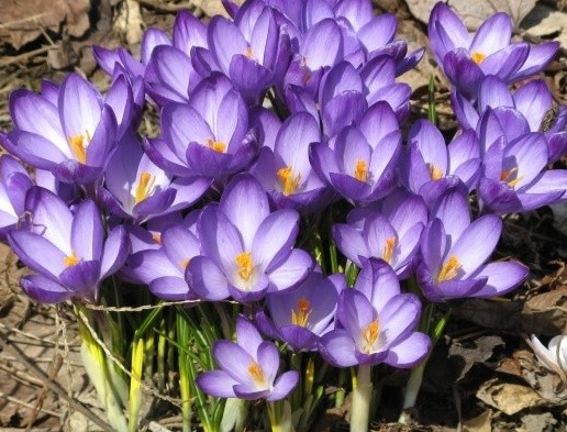 크로커스 (Crocus)