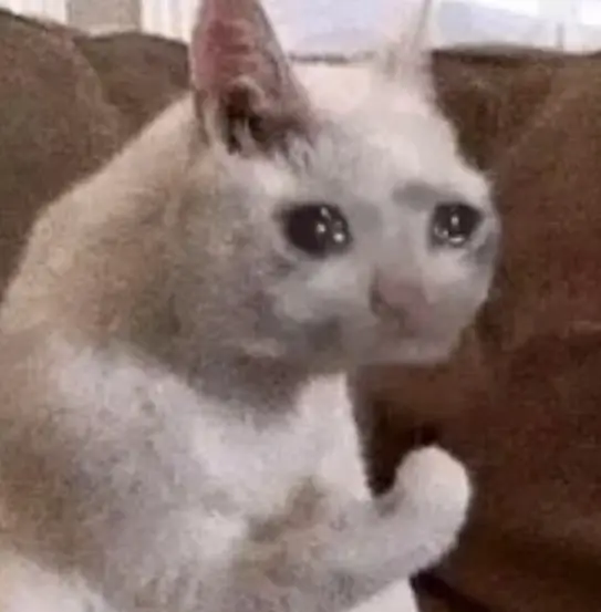 감동받은 고양이