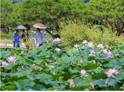 양평 세미원에 핀 아름다운 연꽃들과 연못 주변을 거니는 관광객들의 모습