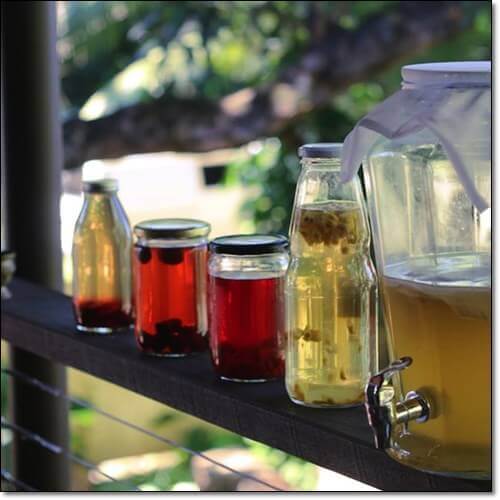 락토바실러스 발효물 효능