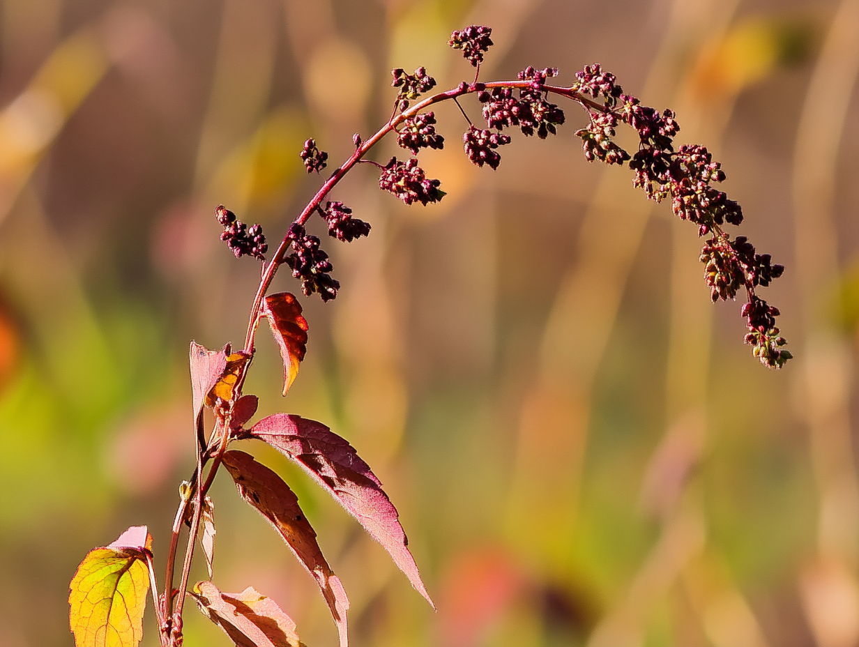 10월 26일 탄생화 수영(Rumex)