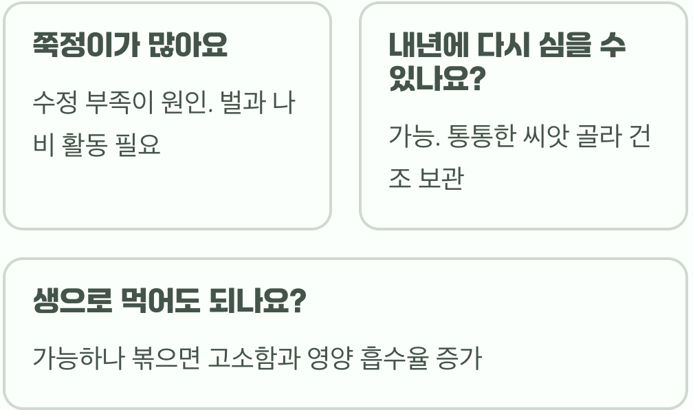 해바라기 씨앗, 언제 어떻게 수확해야 할까? (로스팅 꿀팁 포함)