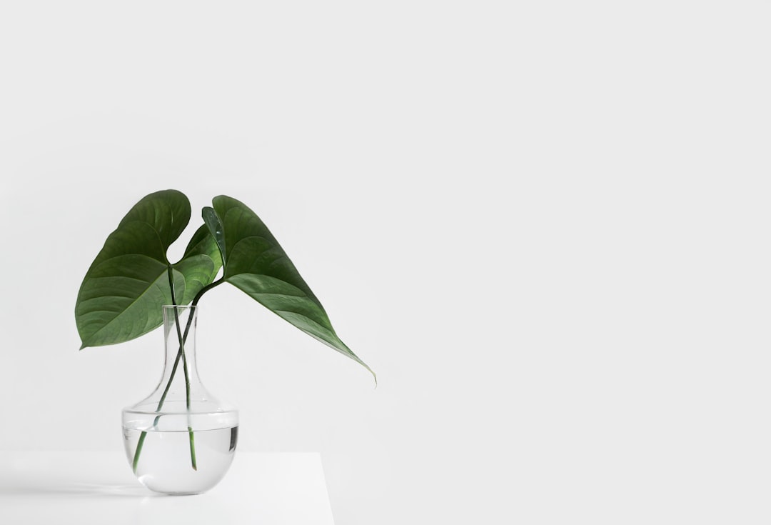 Plants