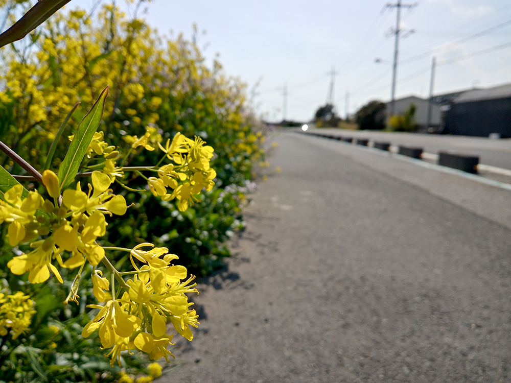 올레4코스: 유채꽃