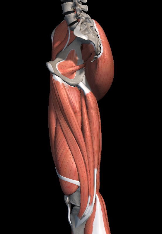 사타구니 통증 원인, 허벅지 안쪽 근육 파열?