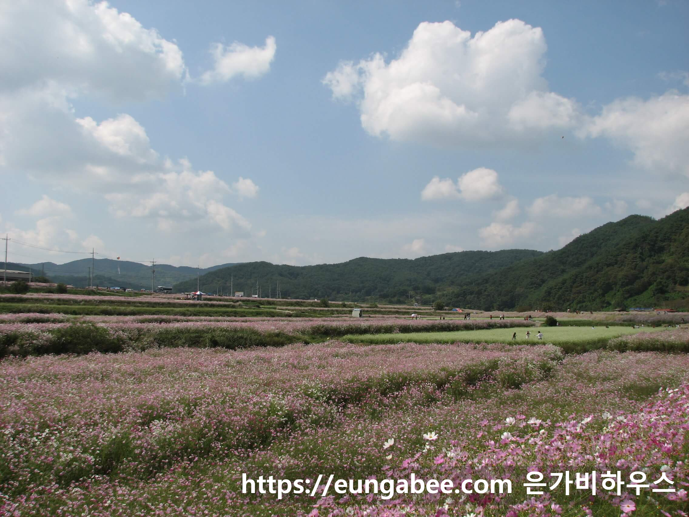 하동 북천 코스모스 축제