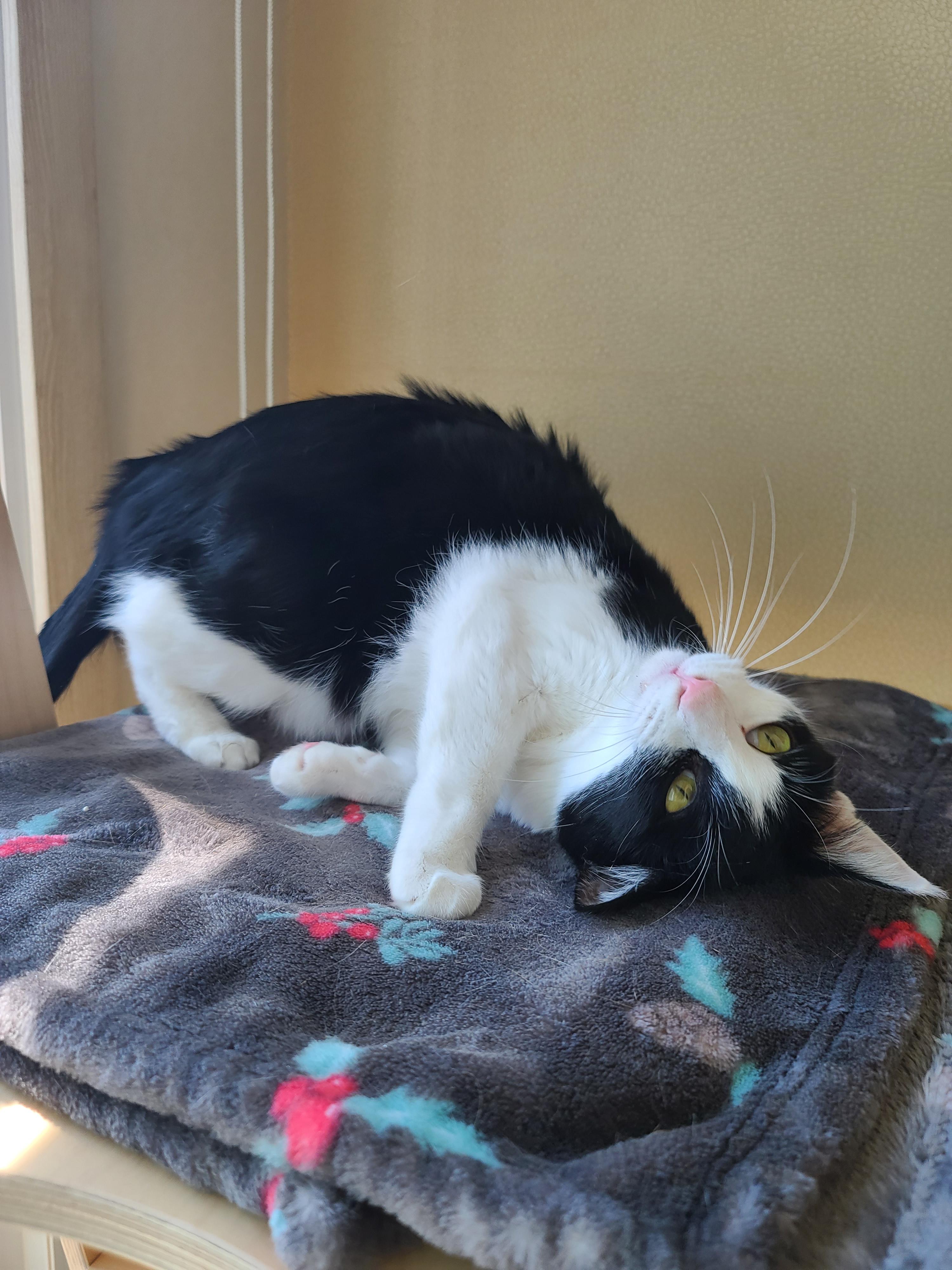 일요일 아침. 봄햇살에 기분이 좋은 고양이들.