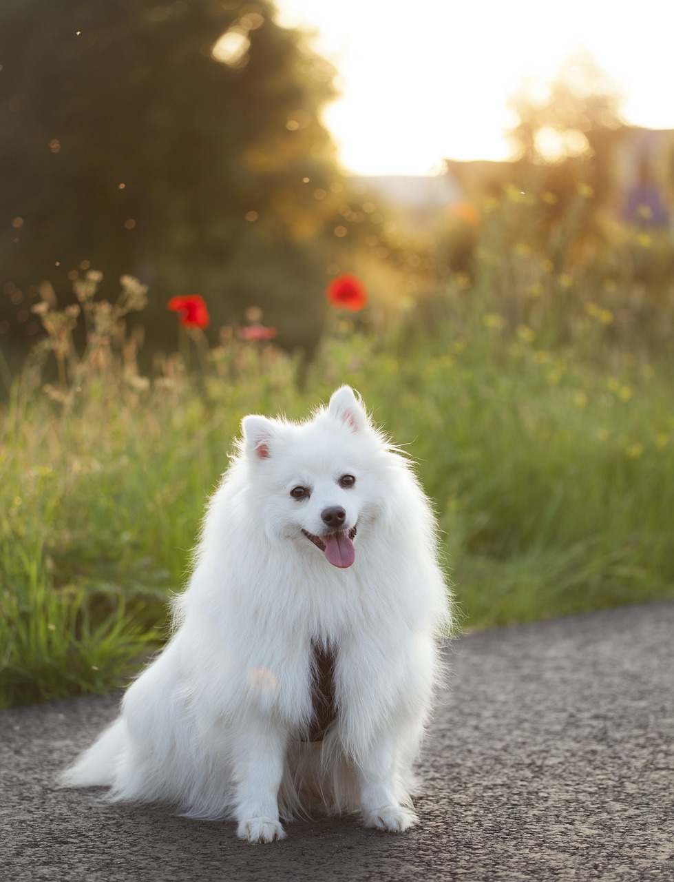 케이스혼트(Keeshond)
