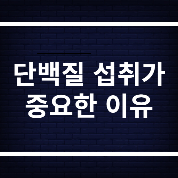 단백질 섭취가 중요한 이유