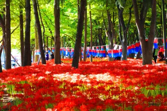 꽃무릇과 상사화 차이 고창 선운사 꽃무릇 축제 선운산 개화시기 정보_14