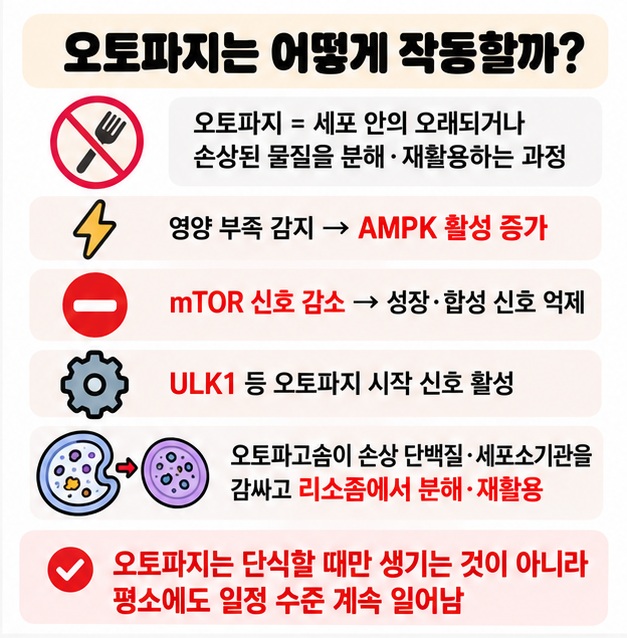 영양 부족 시 AMPK 활성 증가 mTOR 신호 감소 ULK1 활성으로 세포 구성요소를 분해 재활용하는 오토파지 원리 카드