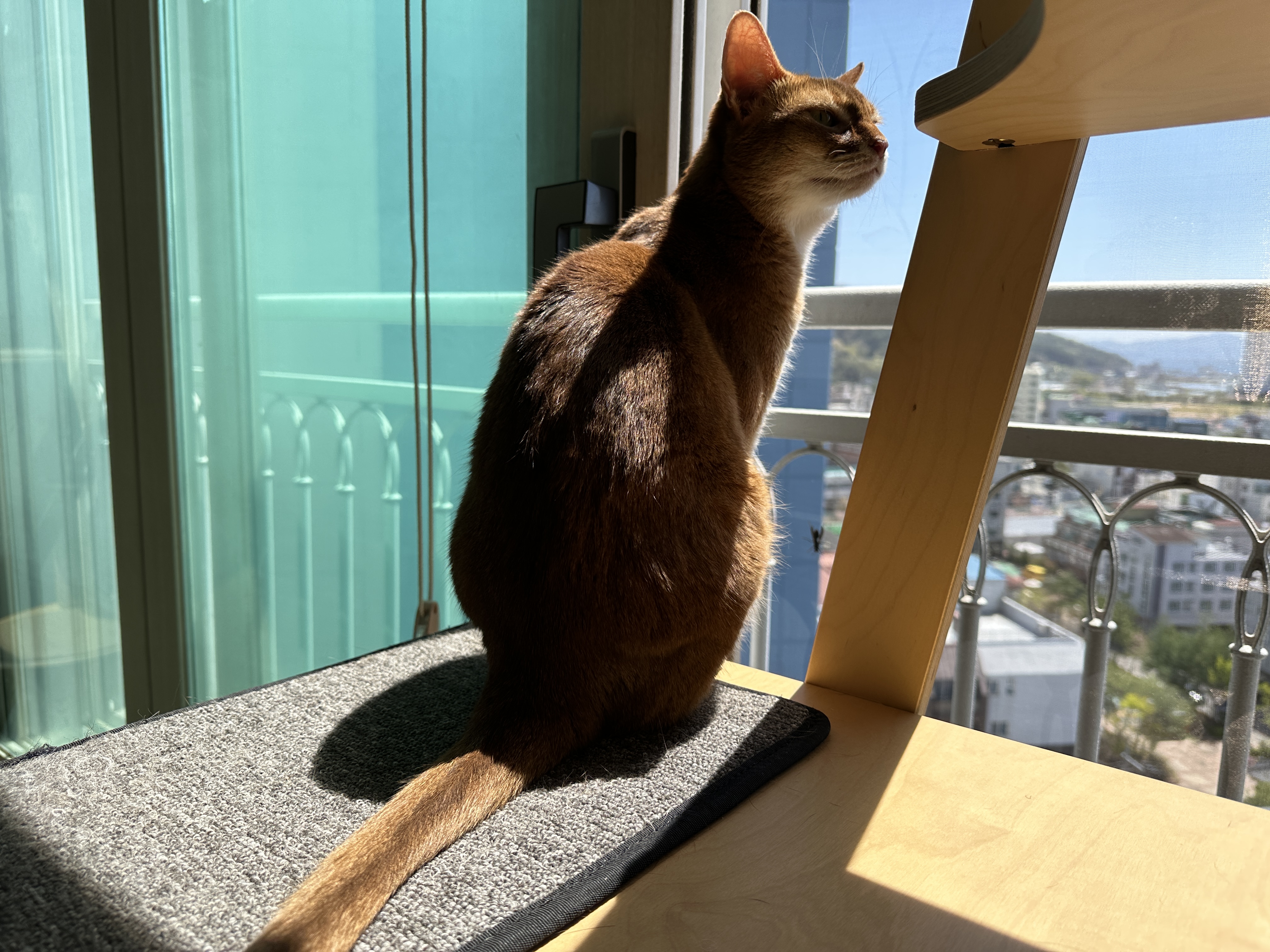 고양이들이 창밖에 벌을 발견했을때 (feat. 루나와 호야의 반응)