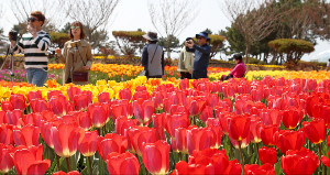태안 튤립 축제 실시간 개화 상황