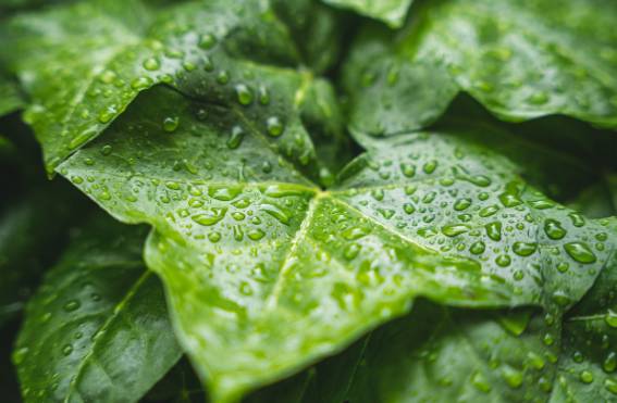 2025 장마 기간, 지역별 예상 일정