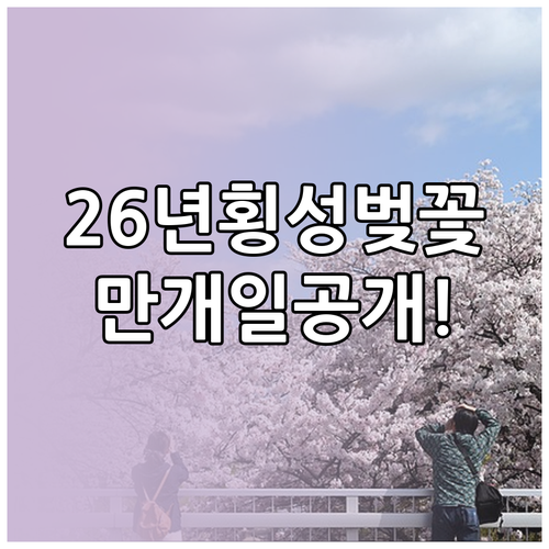 2026 횡성 벚꽃 개화시기 및 만개..