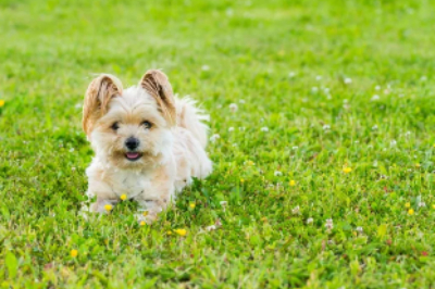 오스트레일리안 실키 테리어(Australian Silky Terrier) 이미지