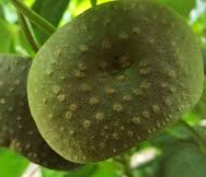 하늘마 효능, 부작용, 먹는 법 알아보기