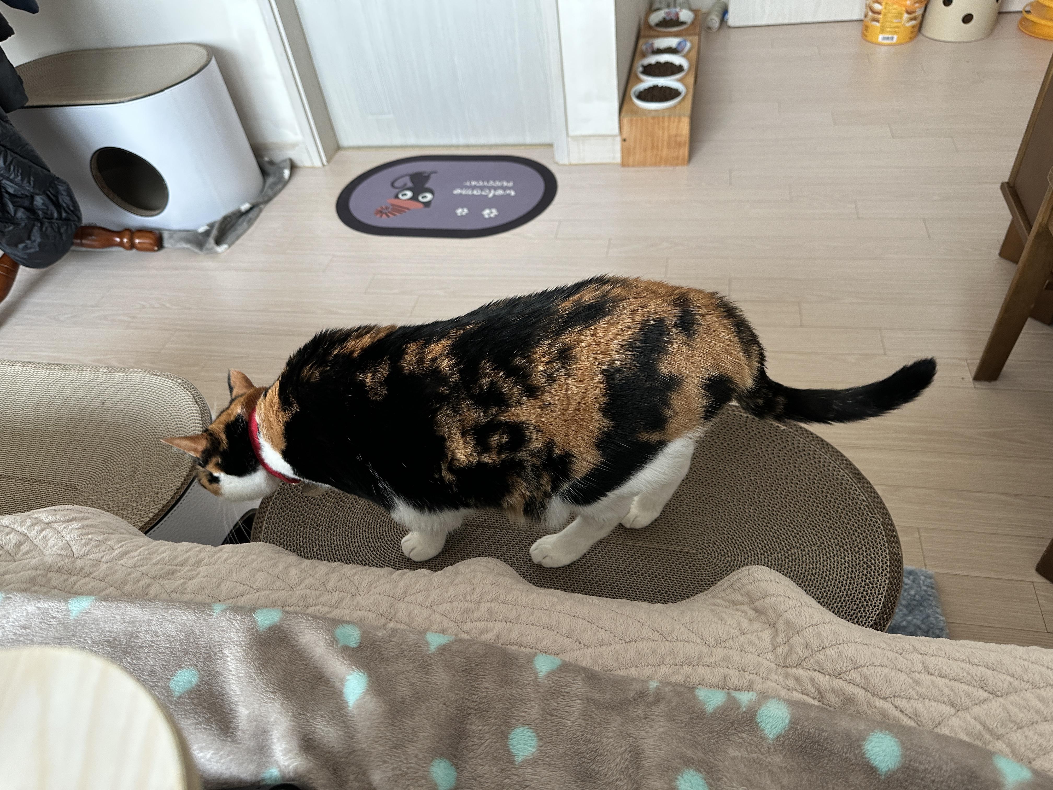 새_스크래쳐_위에_올라간_다다