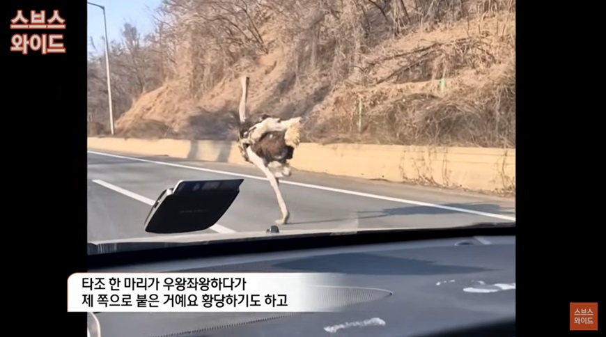 타조의 고속도로 질주와 목격담