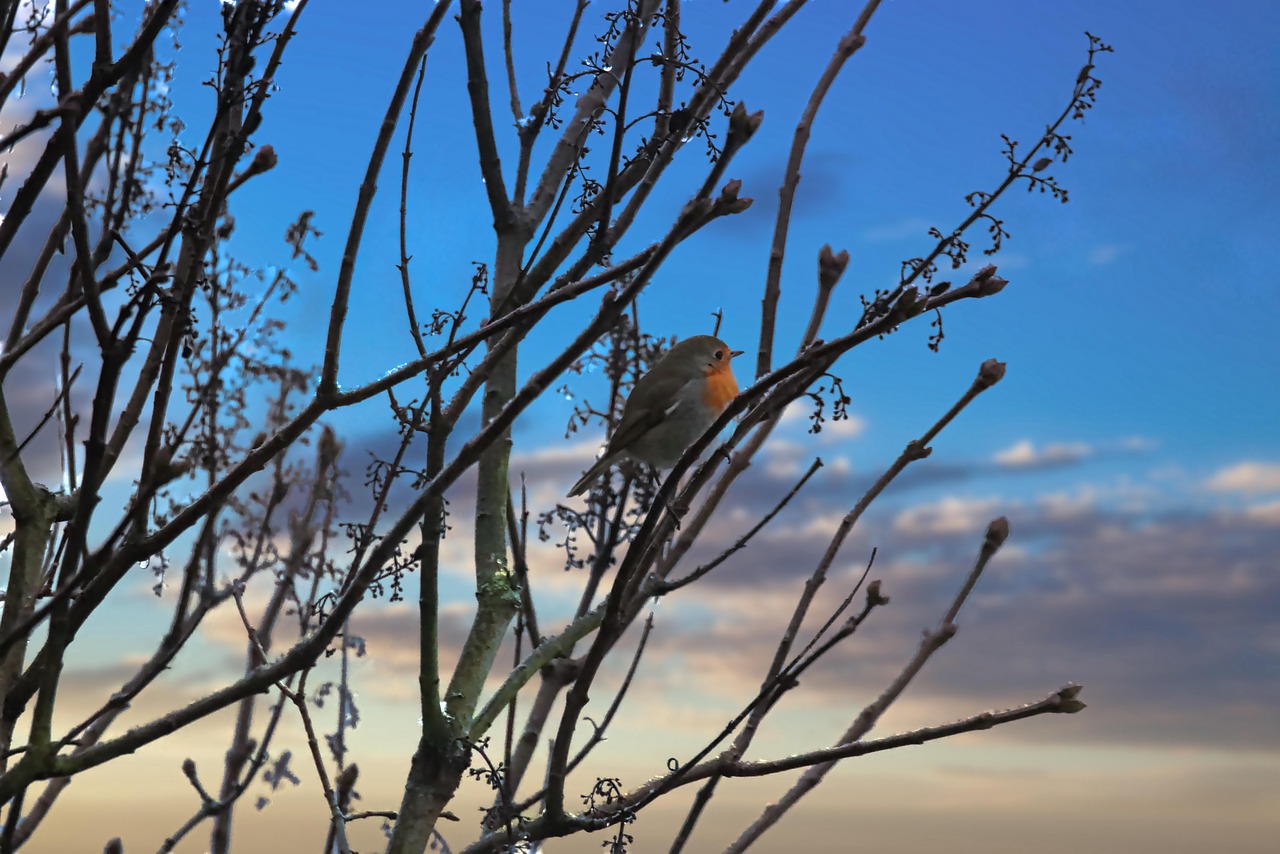 Robin, Bird, Tree 관련 사진
