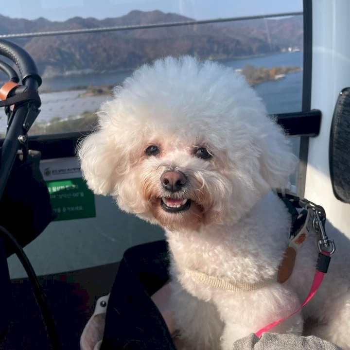 애견동반 드라이브 코스