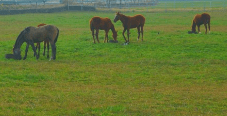 제주속으로 렌트카 가격비교사이트 체크사항