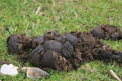 대변 소변 꿈 썸네일