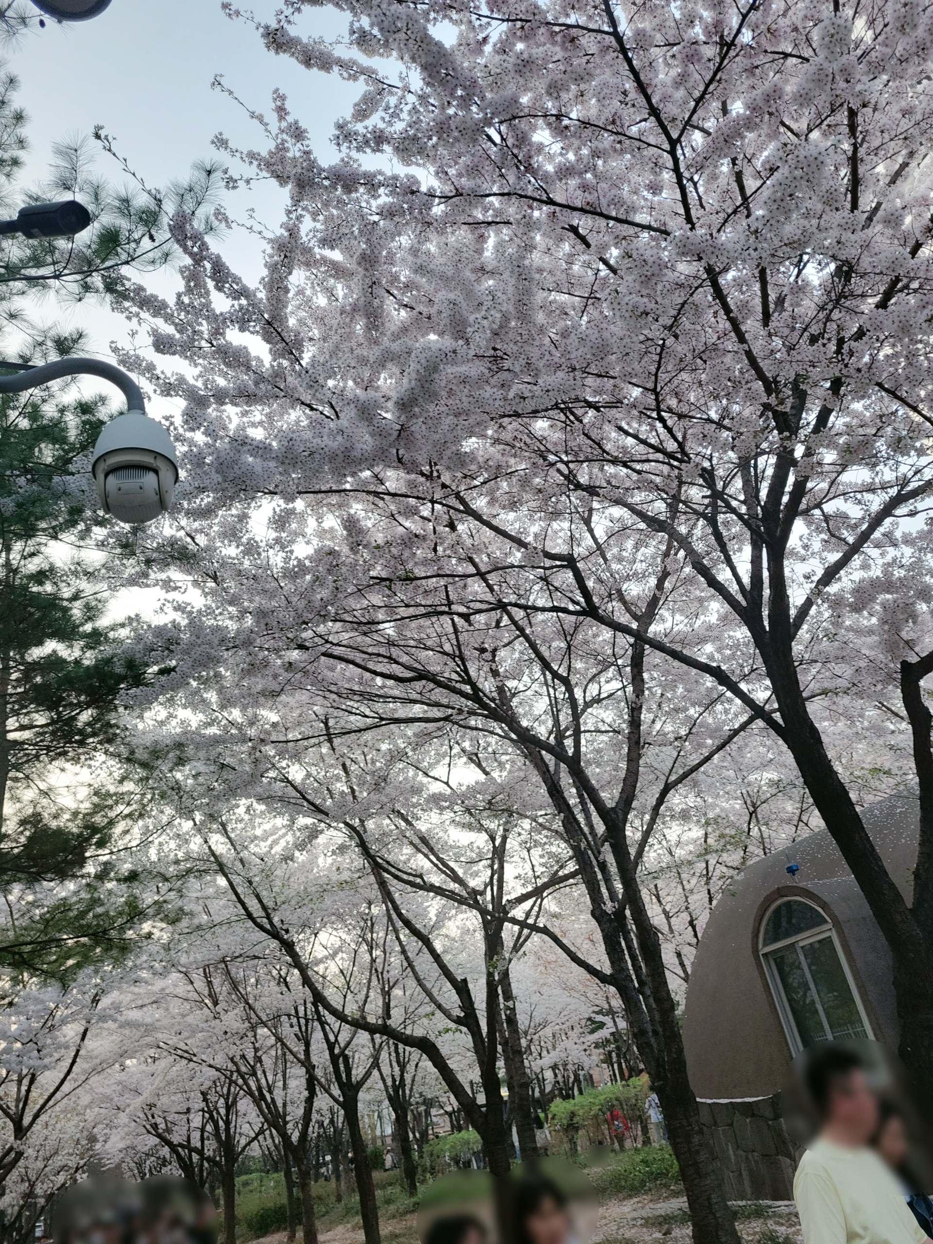 경의선 숲길 벚꽃 마포 공덕역 벚꽃플레이스