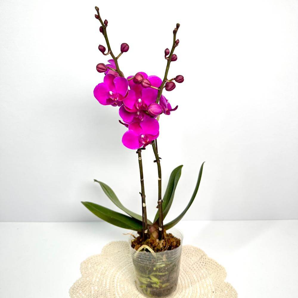 호접란 키우는 방법