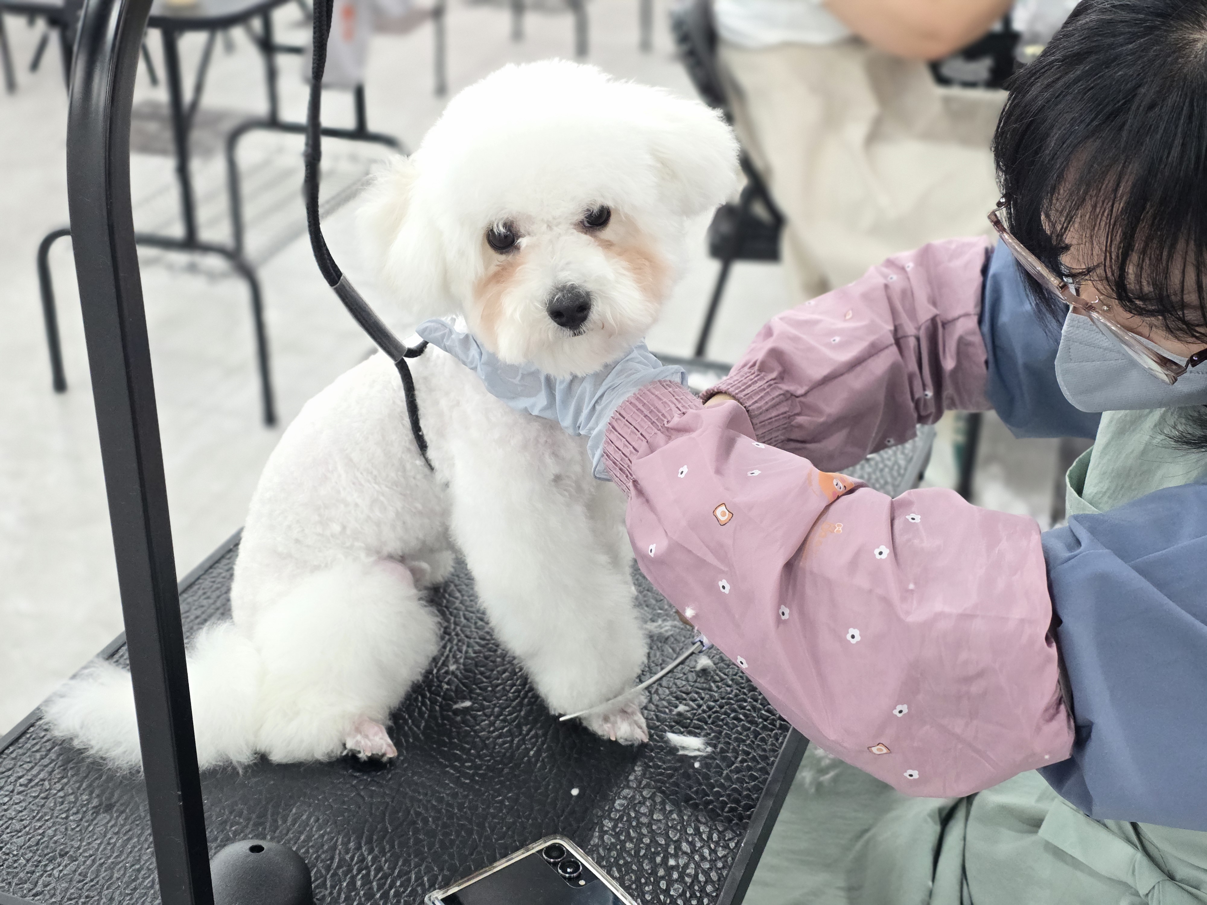 부산 국비지원 애견미용