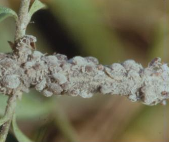 쥐똥나무진딧물