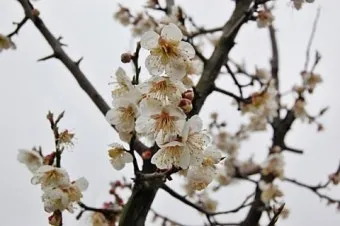 매실액기스 효능 해독 작용 숙취 건강 효과 정리_4