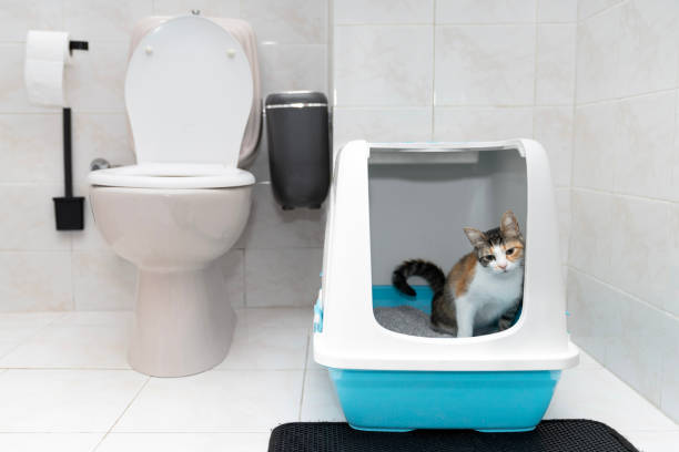고양이 자동 화장실 종류와 특징