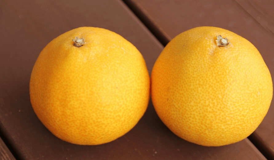 1월 제철 음식 한라봉 두개가 놓여 있다