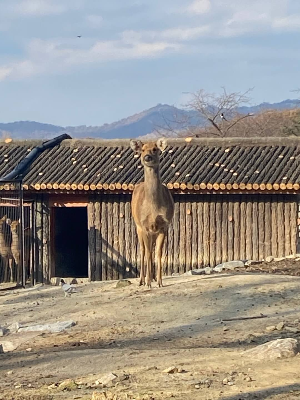 서울대공원 동물원 사슴 